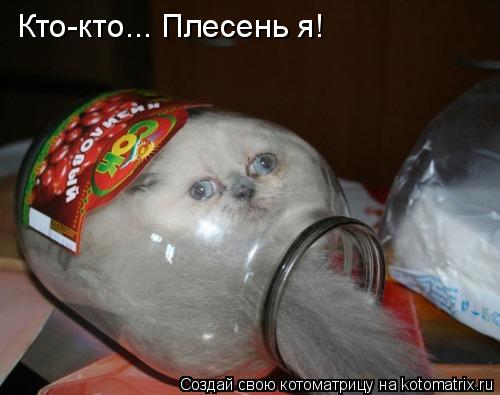 Котоматрица: Кто-кто... Плесень я!