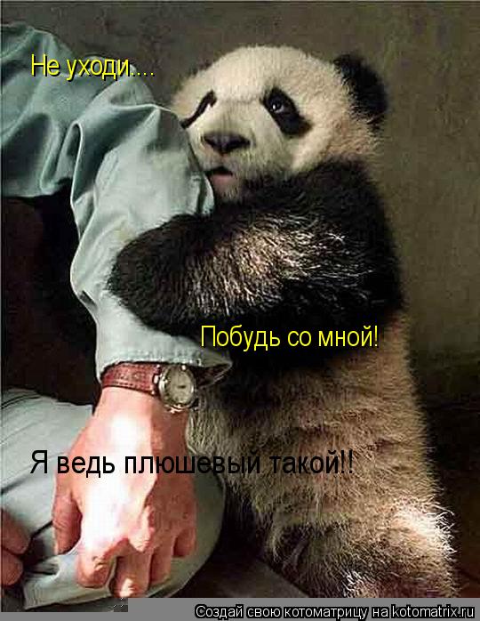 Котоматрица: Не уходи.... Побудь со мной! Я ведь плюшевый такой!!