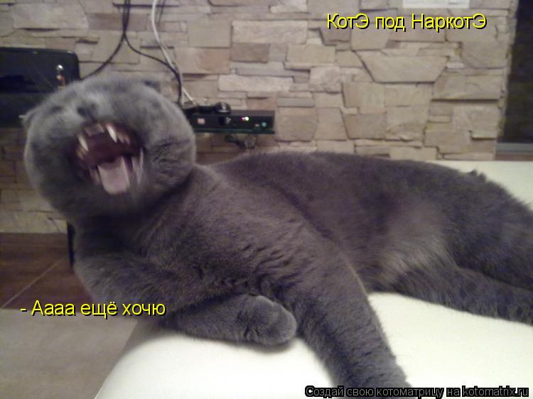 Котоматрица: КотЭ под НаркотЭ - Аааа ещё хочю