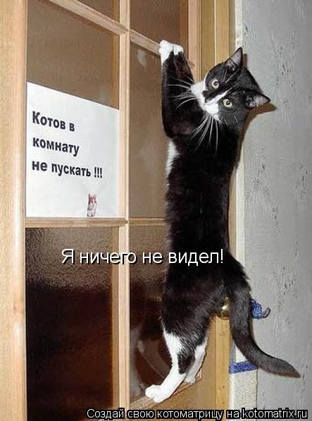 Котоматрица: Я ничего не видел!
