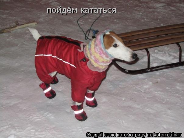 Котоматрица: пойдём кататься