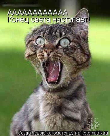 Котоматрица: АААААААААААА  Конец света наступает!