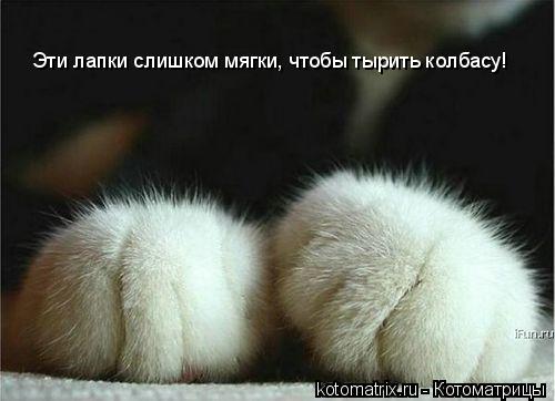 Котоматрица: Эти лапки слишком мягки, чтобы тырить колбасу!