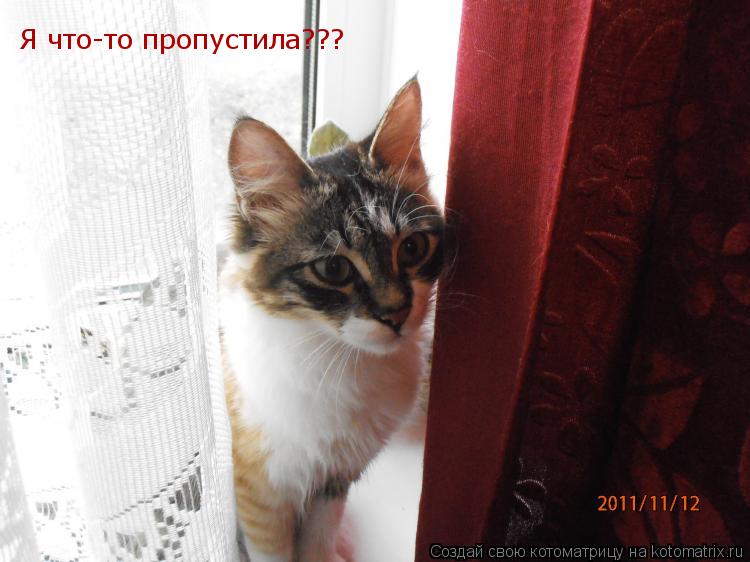 Котоматрица: Я что-то пропустила???