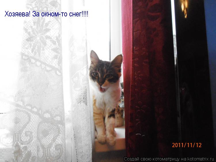Котоматрица: Хозяева! За окном-то снег!!!!