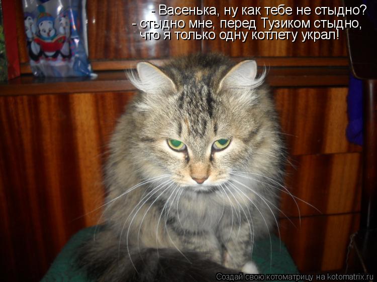 Котоматрица: - Васенька, ну как тебе не стыдно? - стыдно мне, перед Тузиком стыдно, что я только одну котлету украл!