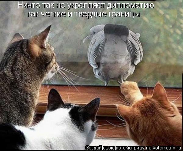 Котоматрица: Ничто так не укрепляет дипломатию как четкие и твердые границы