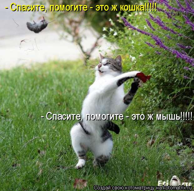 Котоматрица: - Спасите, помогите - это ж кошка!!!!! - Спасите, помогите - это ж мышь!!!!!