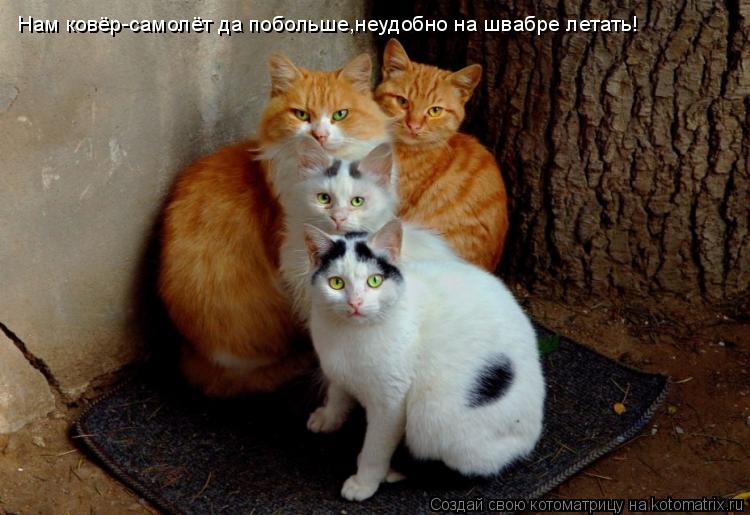 Котоматрица: Нам ковёр-самолёт да побольше,неудобно на швабре летать!