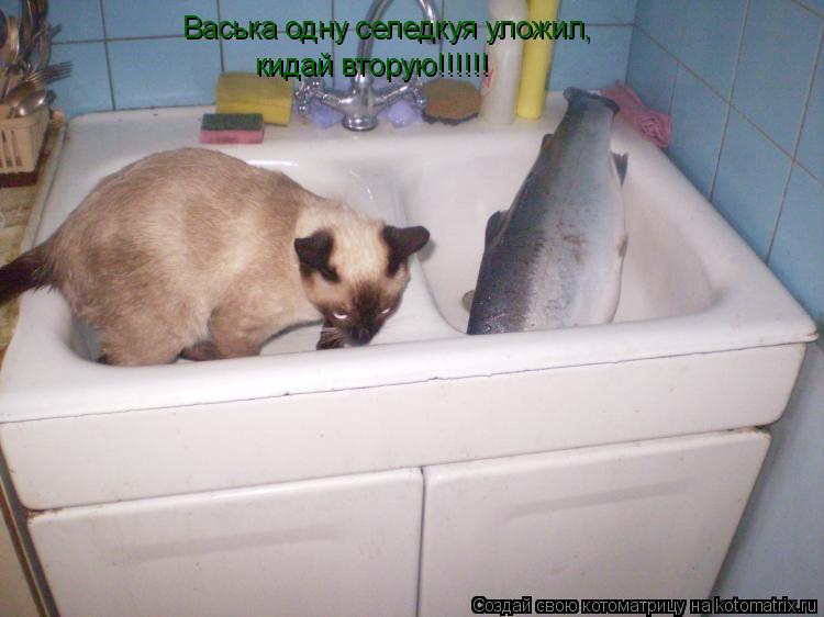 Котоматрица: Васька одну селедкуя уложил, кидай вторую!!!!!!