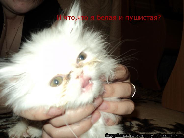 Котоматрица: И что,что я белая и пушистая?