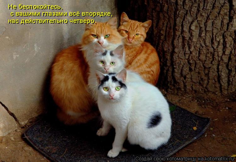 Котоматрица: Не беспокойтесь,   с вашими глазами всё впорядке, нас действительно четверо.