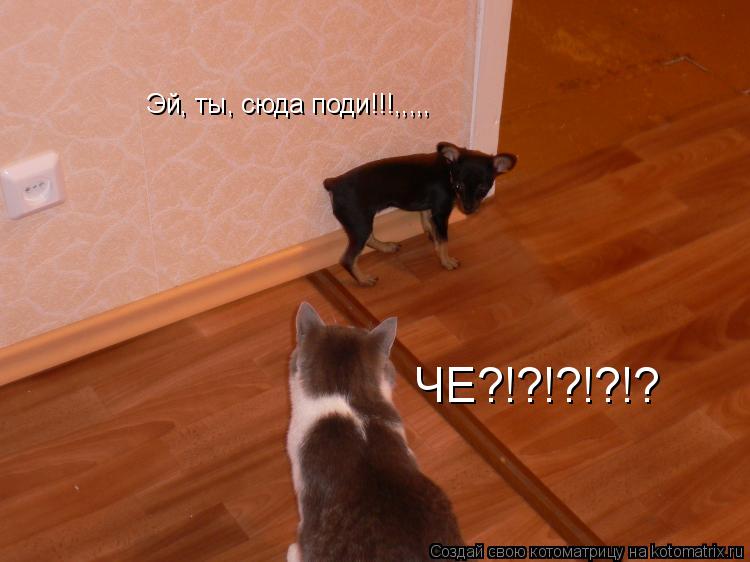 Котоматрица: Эй, ты, сюда поди!!!,,,,, ЧЕ?!?!?!?!?