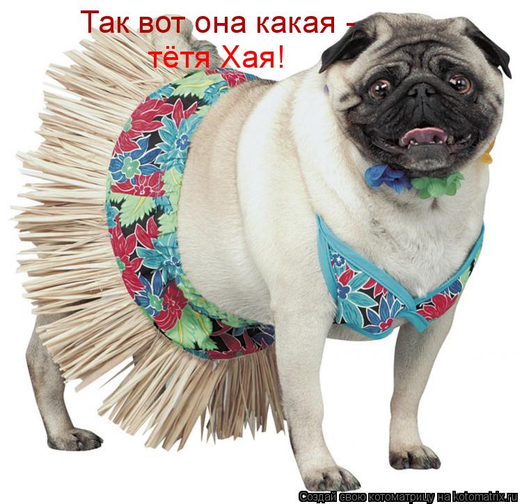 Котоматрица: Так вот она какая - тётя Хая!