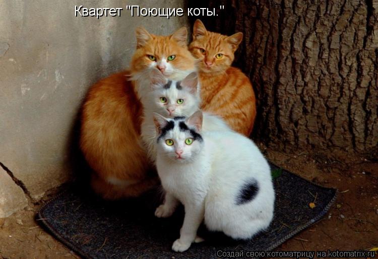 Котоматрица: Квартет "Поющие коты."