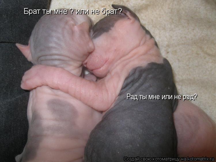 Котоматрица: Брат ты мне ? или не брат? Рад ты мне или не рад?