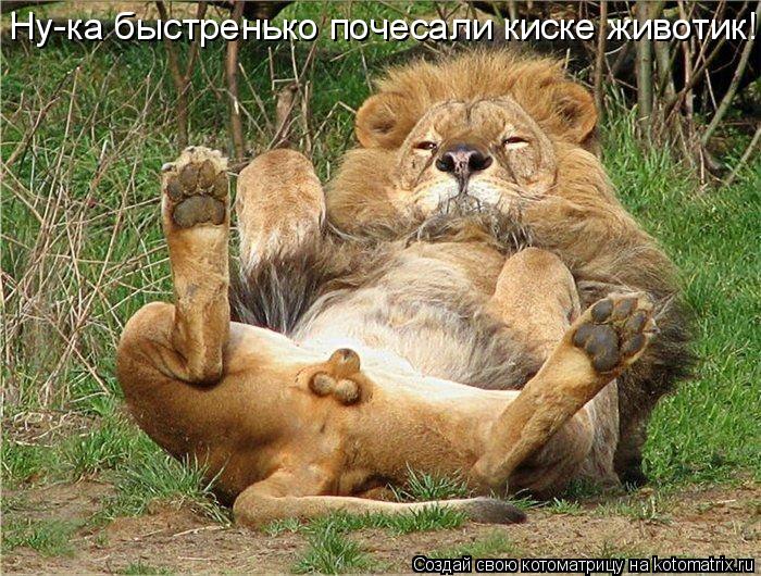 Котоматрица: Ну-ка быстренько почесали киске животик!