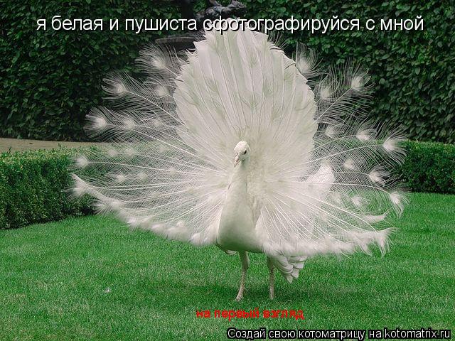 Котоматрица: я белая и пушиста сфотографируйся с мной на первый взгляд