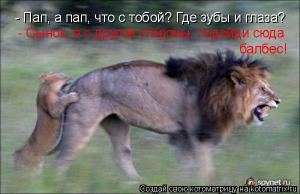 Котоматрица: - Пап, а пап, что с тобой? Где зубы и глаза?  - Сынок, я с другой стороны, подойди сюда балбес!
