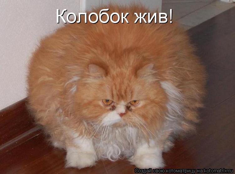 Котоматрица: Колобок жив!