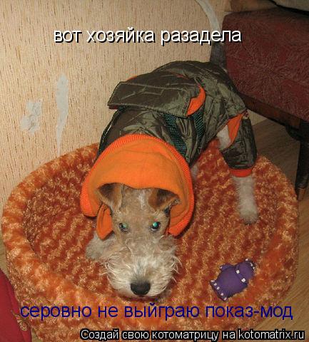 Котоматрица: вот хозяйка разадела серовно не выйграю показ-мод