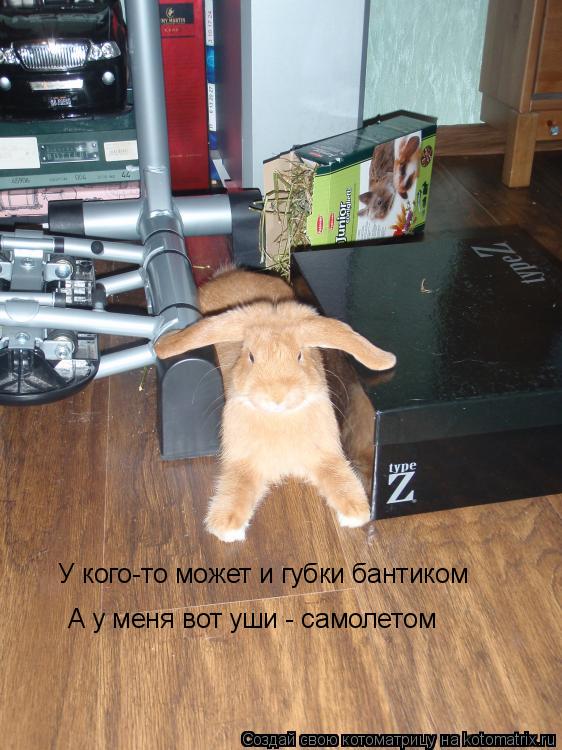 Котоматрица: У кого-то может и губки бантиком А у меня вот уши - самолетом