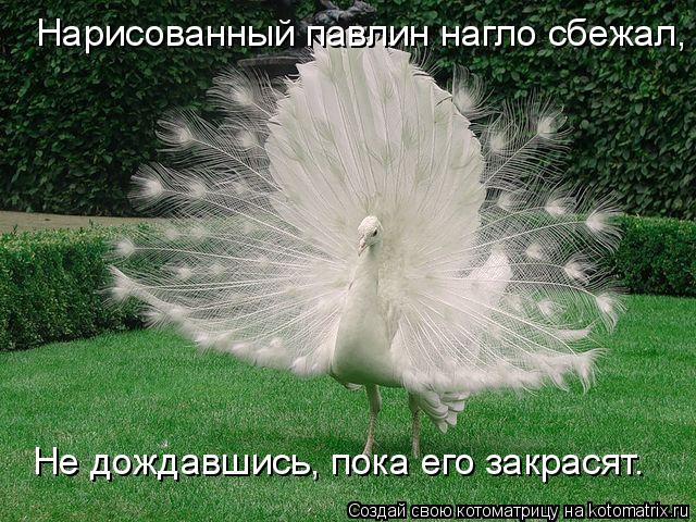 Котоматрица: Нарисованный павлин нагло сбежал, Не дождавшись, пока его закрасят.