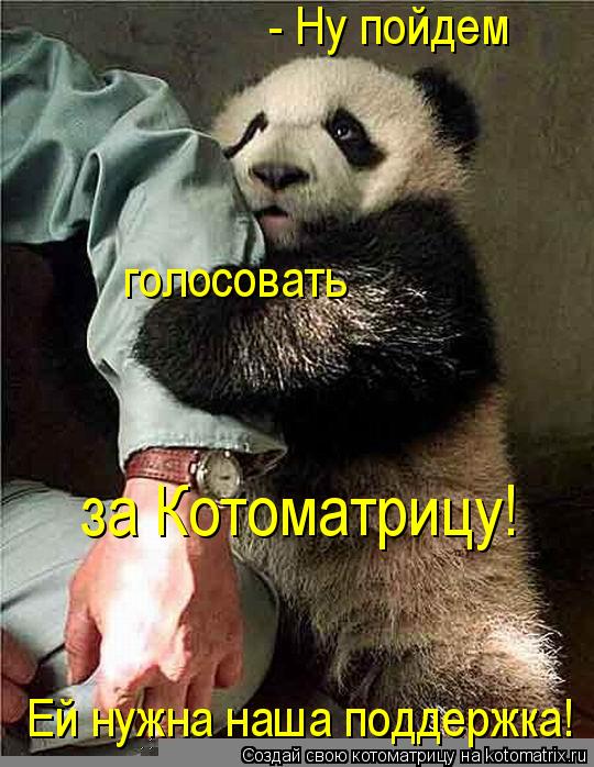 Котоматрица: - Ну пойдем голосовать за Котоматрицу! Ей нужна наша поддержка!