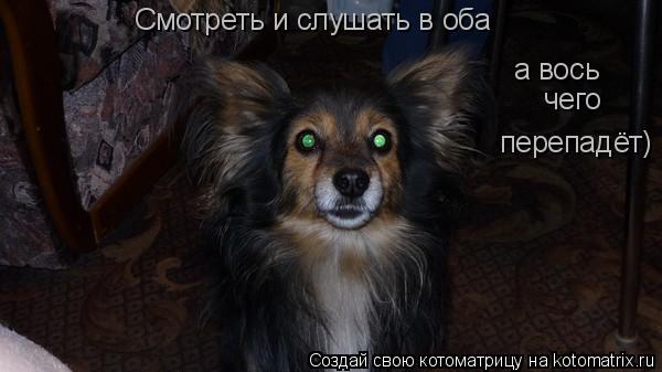 Котоматрица: Смотреть и слушать в оба а вось чего перепадёт)