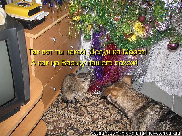 Котоматрица: Так вот ты какой, Дедушка Мороз!   А как на Ваську нашего похож!