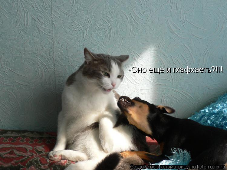 Котоматрица: -Оно ещё и гхафхаеть?!!!