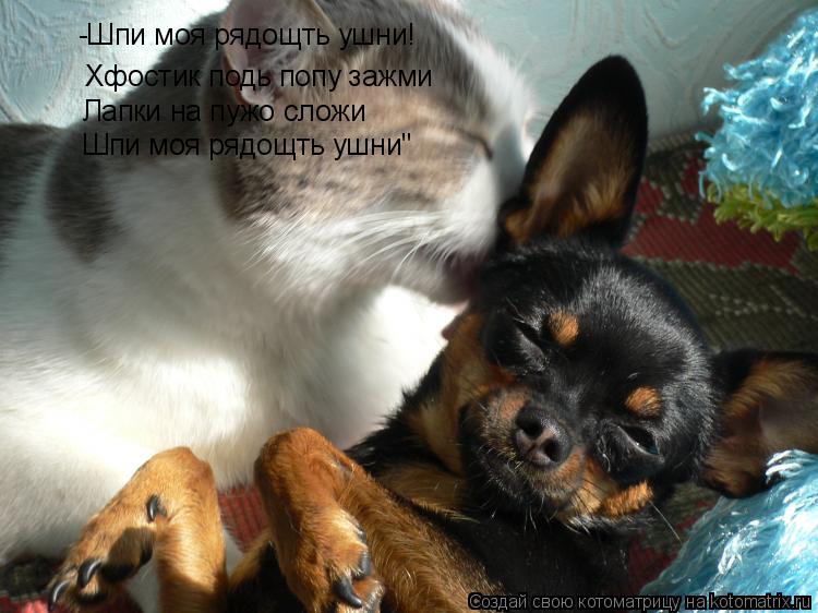 Котоматрица: -Шпи моя рядощть ушни! Хфостик подь попу зажми Лапки на пужо сложи Шпи моя рядощть ушни"