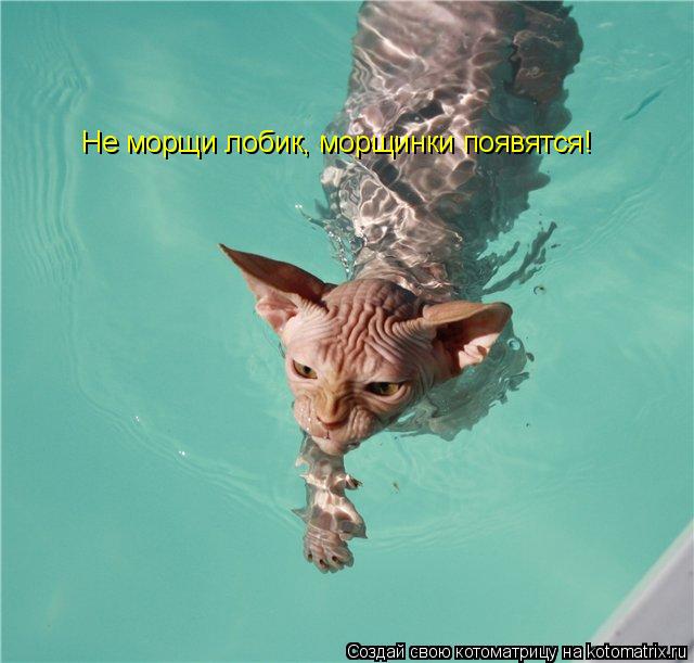 Котоматрица: Не морщи лобик, морщинки появятся!