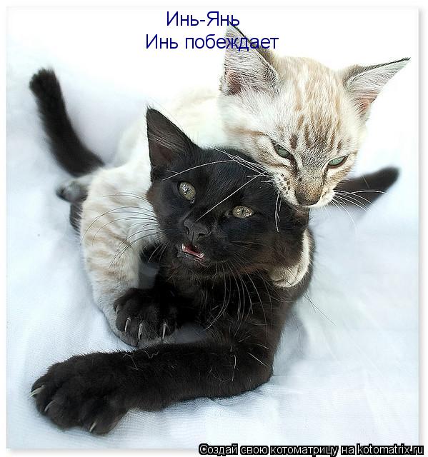 Котоматрица: Инь-Янь Инь побеждает
