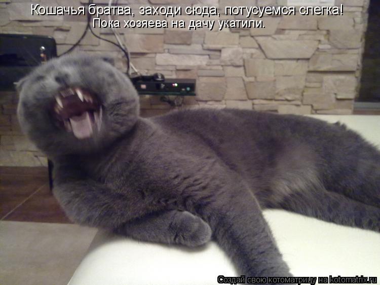 Котоматрица: Кошачья братва, заходи сюда, потусуемся слегка!       Пока хозяева на дачу укатили.