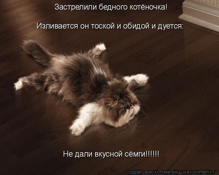 Застрелили бедного котёночка! Изливается он тоской и обидой и дуется: Не дали вкусной сёмги!!!!!!... Котоматрица: Застрелили бедного котёночка! Изливается он тоской и обидой и дуется: Не дали вкусной сёмги!!!!!!