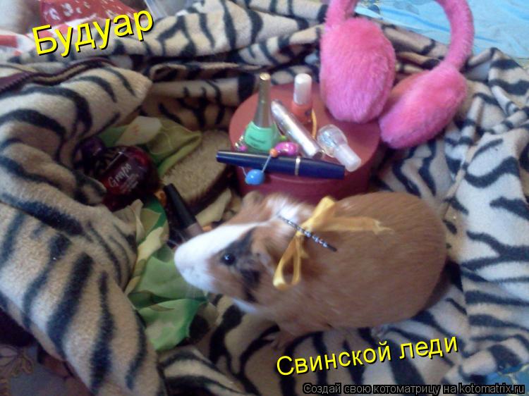 Будуар Свинской леди... Котоматрица: Будуар Свинской леди