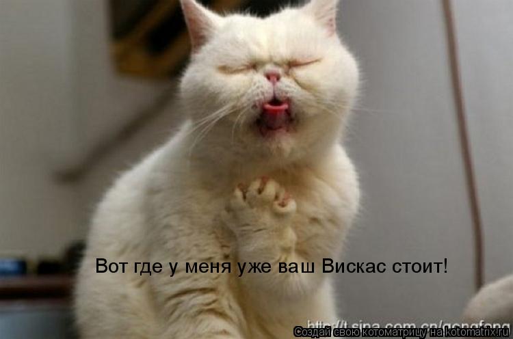Вот где у меня уже ваш Вискас стоит!... Котоматрица: Вот где у меня уже ваш Вискас стоит!