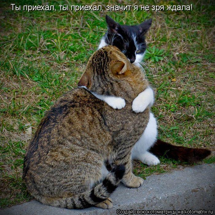 Ты приехал, ты приехал, значит я не зря ждала!... Котоматрица: Ты приехал, ты приехал, значит я не зря ждала!