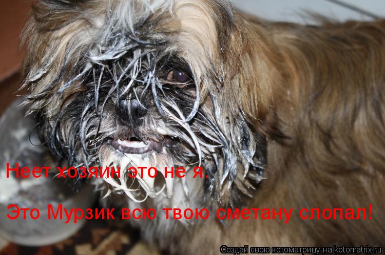 Неет хозяин это не я. Это Мурзик всю твою сметану слопал!... Котоматрица: Неет хозяин это не я. Это Мурзик всю твою сметану слопал!