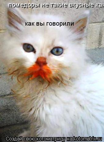 помедоры не такие вкусные как вы говорили как вы говорили... Котоматрица: помедоры не такие вкусные как вы говорили как вы говорили
