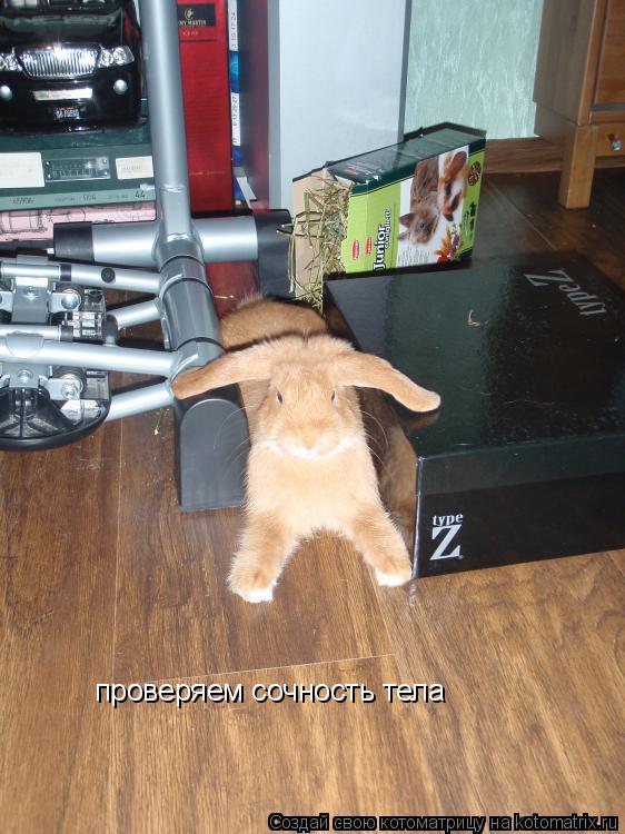 проверяем сочность тела... Котоматрица: проверяем сочность тела