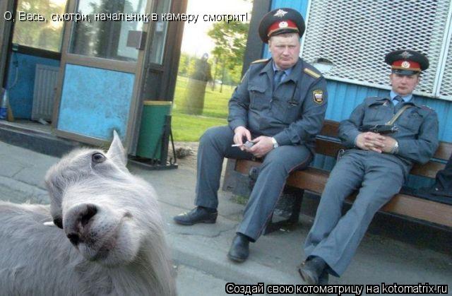 О, Вась, смотри, начальник в камеру смотрит!... Котоматрица: О, Вась, смотри, начальник в камеру смотрит!