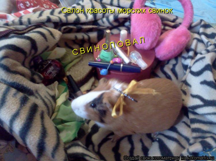 Салон красоты морских свинок С В И Н О П О В А Л... Котоматрица: Салон красоты морских свинок С В И Н О П О В А Л