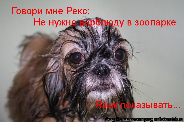 Говори мне Рекс: Не нужно верблюду в зоопарке Язык показывать...... Котоматрица: Говори мне Рекс: Не нужно верблюду в зоопарке Язык показывать...