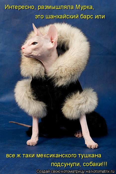 Интересно, размышляла Мурка, это шанхайский барс или все ж таки мексиканского тушкана подсунули, соб... Котоматрица: Интересно, размышляла Мурка, это шанхайский барс или все ж таки мексиканского тушкана подсунули, собаки!!!