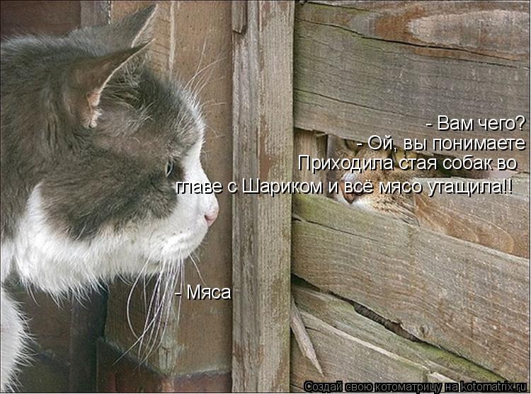 - Вам чего? - Мяса - Ой, вы понимаете Приходила стая собак во главе с Шариком и всё мясо утащила!!... Котоматрица: - Вам чего? - Мяса - Ой, вы понимаете Приходила стая собак во главе с Шариком и всё мясо утащила!!