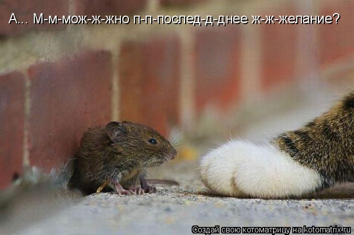 А... М-м-мож-ж-жно п-п-послед-д-днее ж-ж-желание?... Котоматрица: А... М-м-мож-ж-жно п-п-послед-д-днее ж-ж-желание?