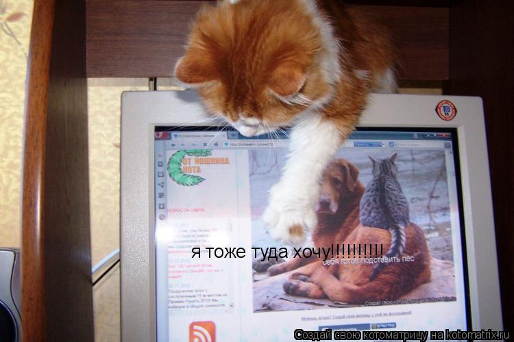 Котоматрица: я тоже туда хочу!!!!!!!!!!