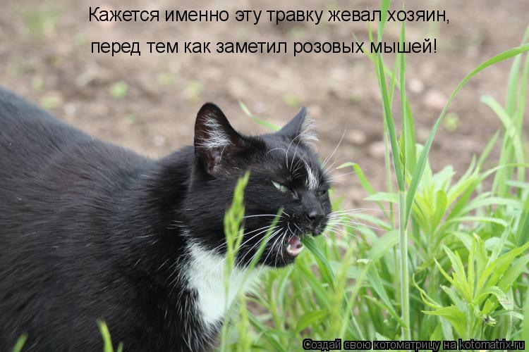 Котоматрица: Кажется именно эту травку жевал хозяин,  перед тем как заметил розовых мышей!
